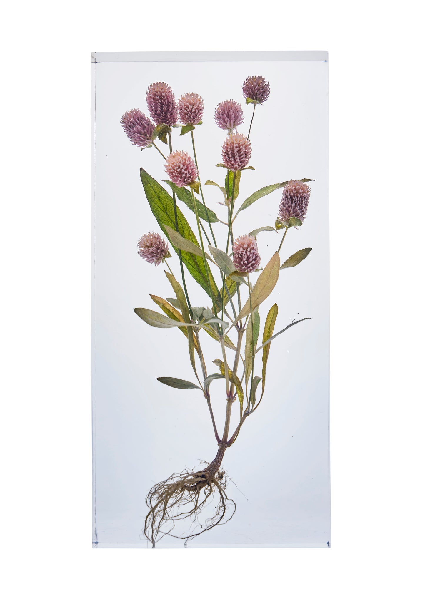 Gomphrena globosa L.