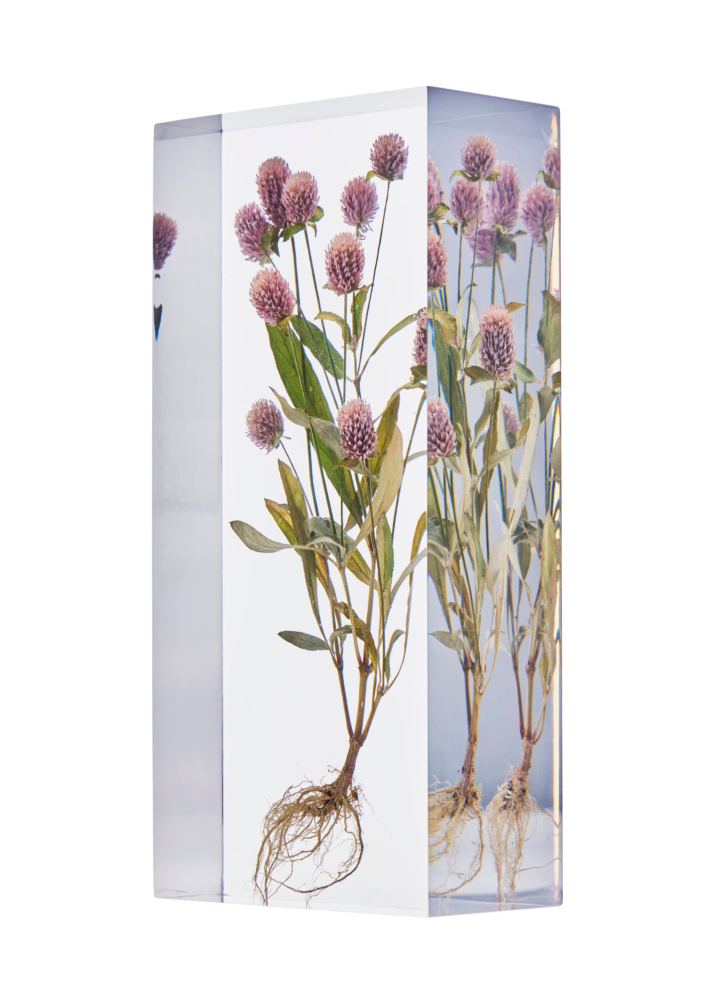 Gomphrena globosa L.