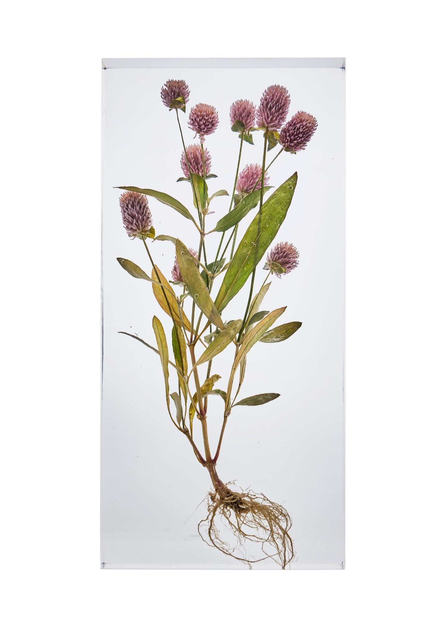 Gomphrena globosa L.