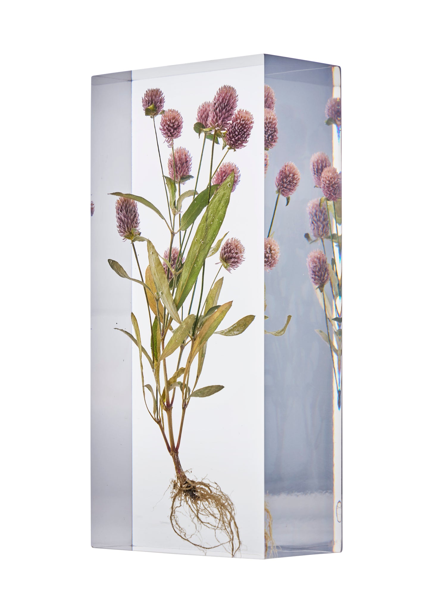 Gomphrena globosa L.