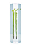 Sarracenia flava