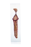 Nepenthes 'Rebecca Soper'