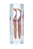 Nepenthes 'Rebecca Soper'