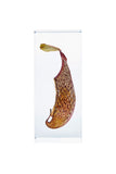 Nepenthes 'Rebecca Soper'