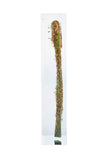 Cyathea spinulosa Wall. ExHook.