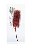 Banksia ericifolia L.f.