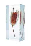 Banksia ericifolia L.f.