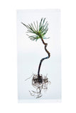 Pinus parviflora Sieb. & Zucc.