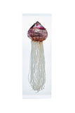 Hyacinthus orientalis L. (Red)