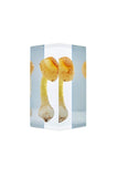 Amanita orientogemmata Zhu L. Yang et Yoshim.Doi