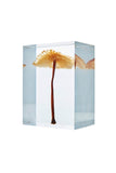 Marasmius maximus Hongo
