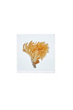 Ramaria botrytis (Pers.) Ricken