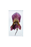 Paphiopedilum