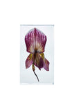 Paphiopedilum
