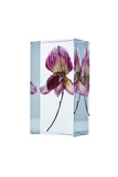 Paphiopedilum