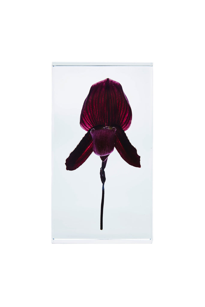 Paphiopedilum
