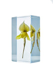Paphiopedilum