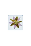 Passiflora 'Belotii'