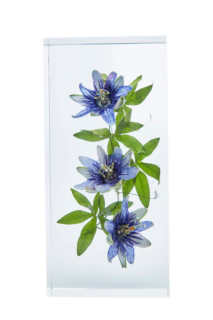 Passiflora x belotii